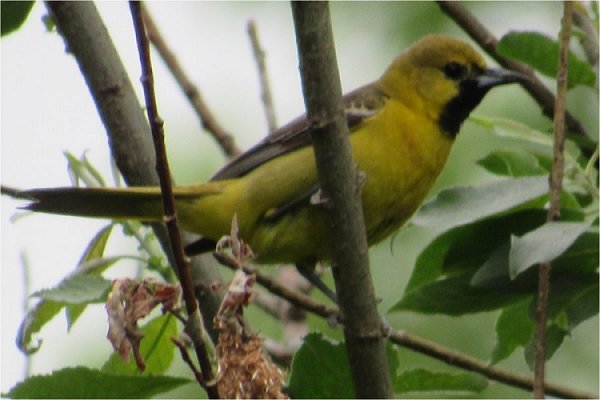 Orchard Oriole at Riverside Park, Middleton, NS on June 24, 2022 - Larry Neily